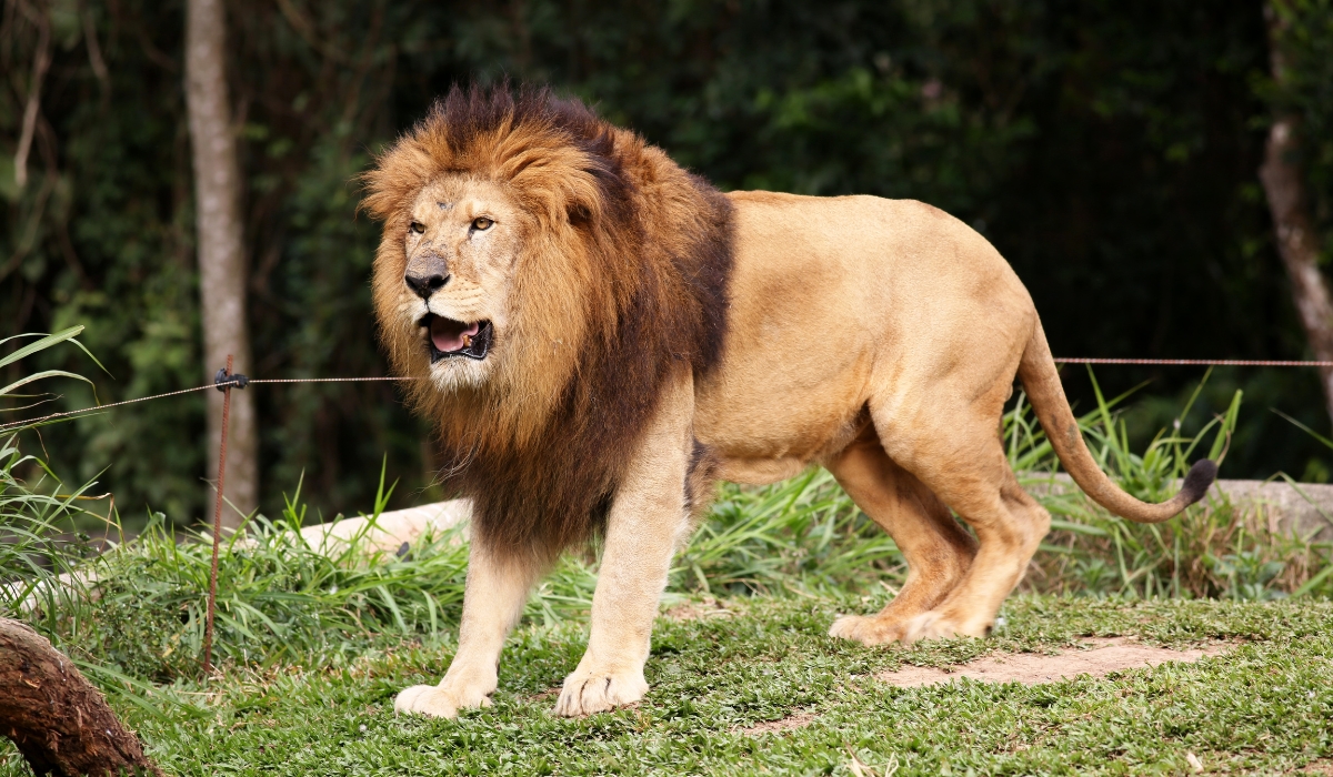 Severe Lion Attack in Umm Salal Leaves 17-Year-Old Qatari Youth Injured